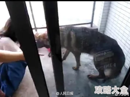 惩罚女朋开 跪着让客人玩弄，看看谁家的狗没看好在草地上撒欢